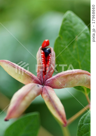 山芍薬の種 山芍薬の種 17968660