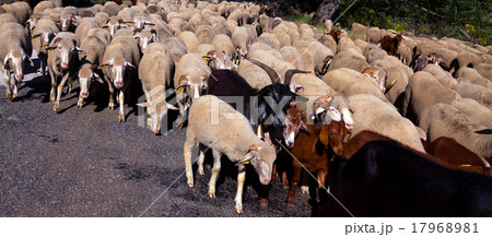 Flock of sheep Flock of sheep 17968981