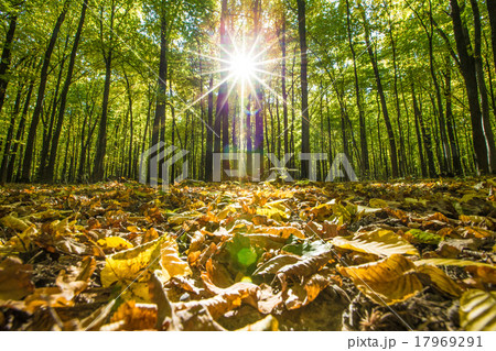 forest forest 17969291
