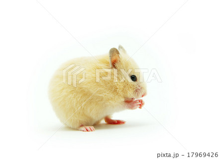 hamster 17969426