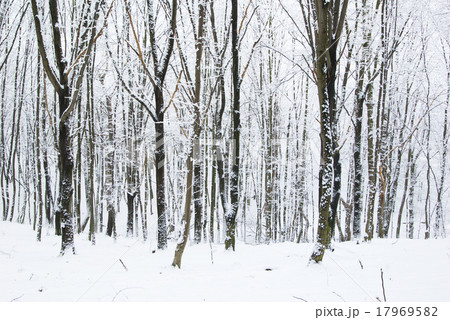 winter forest winter forest 17969582
