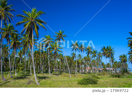 Palm tree 17969722