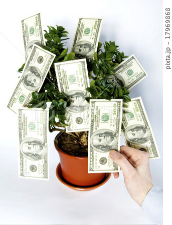 tree of money 17969868