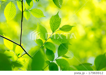 green leaves 17969912