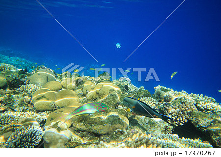 underwater 17970267