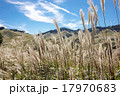 すすき　砥峰高原」 17970683
