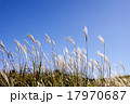 すすき　砥峰高原」 17970687