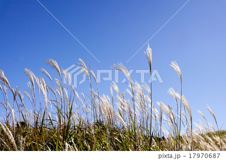 すすき　砥峰高原」 17970687