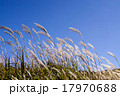 すすき　砥峰高原」 17970688