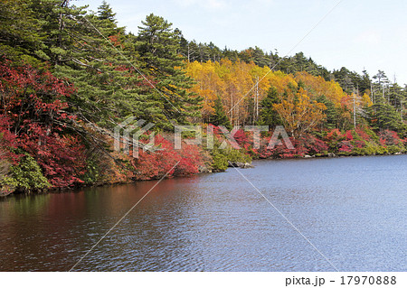 紅葉の白駒池 紅葉の白駒池 17970888