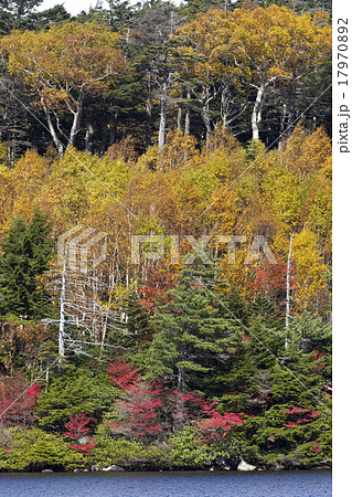 紅葉の白駒池 17970892