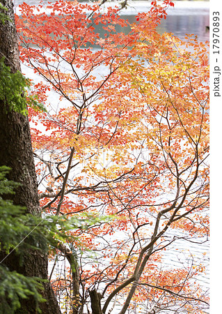 紅葉の白駒池 紅葉の白駒池 17970893
