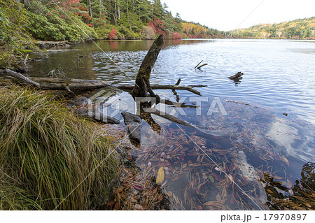紅葉の白駒池 17970897