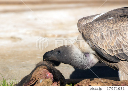 vulture buzzard while eating a dead animal 17971031