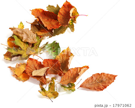 Autumn dried leafs Autumn dried leafs 17971062