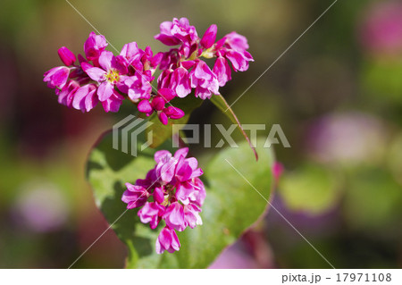 赤い蕎麦の花 17971108