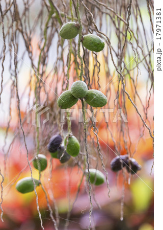 蔓性植物の実 17971381