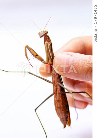 カマキリ 17971455