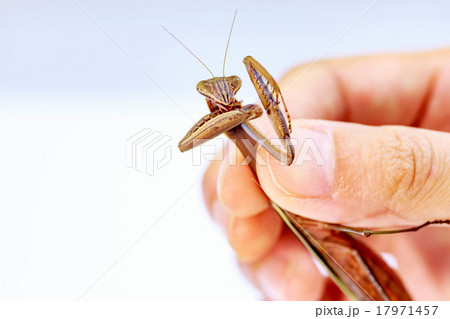 カマキリ 17971457