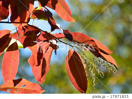世界三大紅葉樹の一つとされている「鈴蘭の木」の紅葉 世界三大紅葉樹の一つとされている「鈴蘭の木」の紅葉 17971855