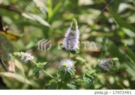 ミントの香り。 17972461