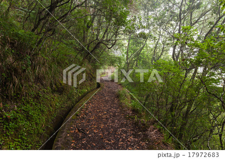 Fantasy forest, Madeira Island 17972683