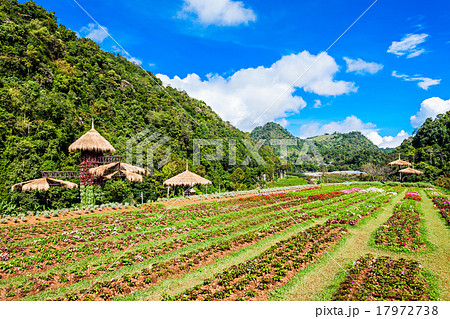 Doi Ang Khang Doi Ang Khang 17972738
