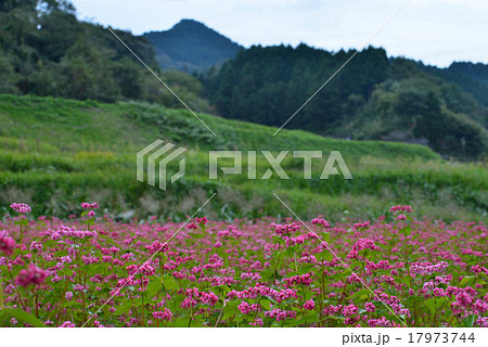 赤そば咲く里山3　　（香川県高松市菅沢） 17973744