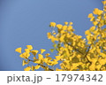 青空とイチョウ 17974342