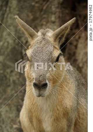 マーラ マーラ 17974962