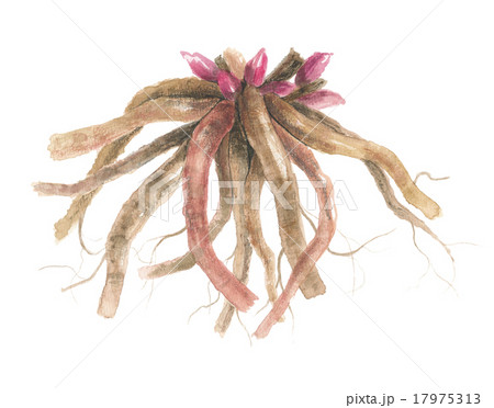 芍薬の根 芍薬の根 17975313