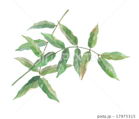 黄杞葉　コウキヨウ 17975315