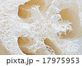 Loofah texture. 17975953