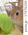 うさぎの食事 17976200