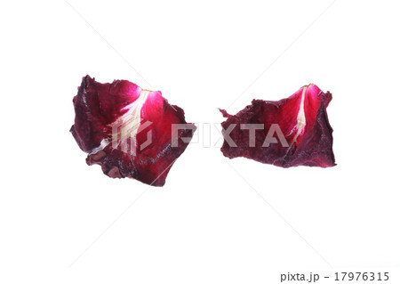 petal rose flower isolated on white background 17976315