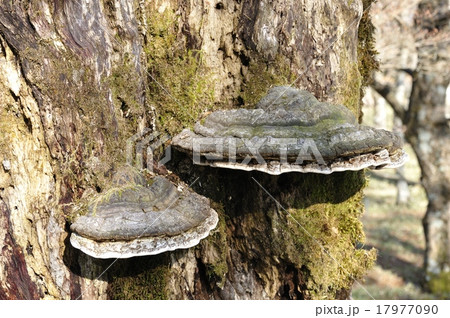 サルノコシカケ サルノコシカケ 17977090