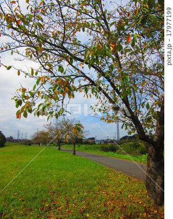 散歩道 散歩道 17977199