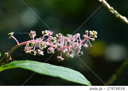 ヨウシュヤマゴボウ（洋種山牛蒡）の花 17978038