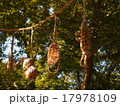 しめ縄 17978109
