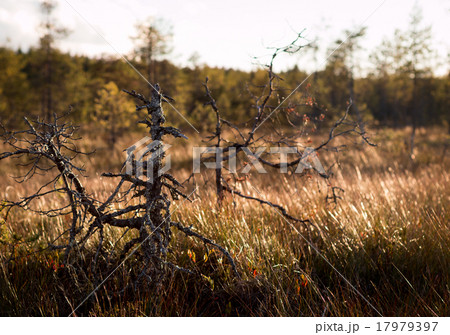Dry stunted trees at a bog 17979397