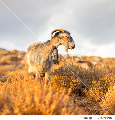 Domestic goat in mountains. Domestic goat in mountains. 17979490