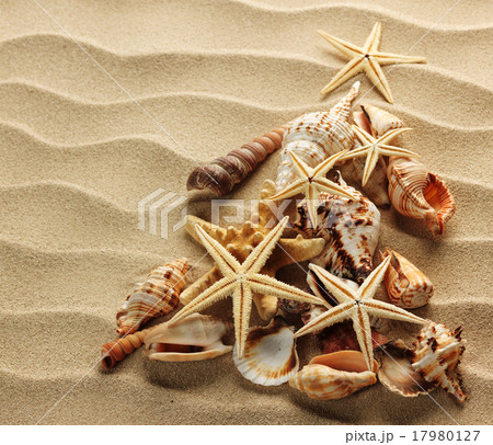 Sea shell on sand Sea shell on sand 17980127