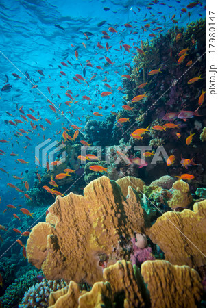 Tropical Anthias fish with net fire corals Tropical Anthias fish with net fire corals 17980147