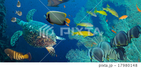 Hawksbill sea turtle (Eretmochelys imbricata) Hawksbill sea turtle (Eretmochelys imbricata) 17980148