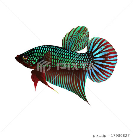 Fighting Fish On White Background 17980827