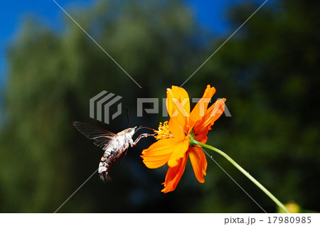 オオスカシバの吸蜜 オオスカシバの吸蜜 17980985