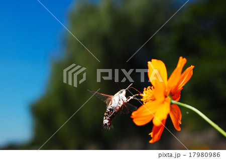 オオスカシバの吸蜜 オオスカシバの吸蜜 17980986