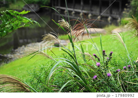 9月花　ススキ87三渓園 17980992