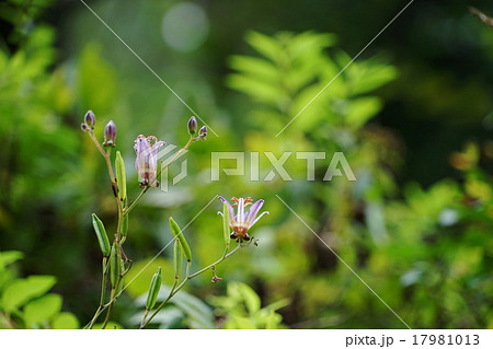 9月花　ホトトギス102三渓園 17981013