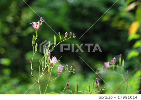 9月花 ホトトギス103三渓園 9月花 ホトトギス103三渓園 17981014